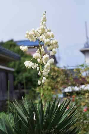 Yucca (Spanish dagger) flowers. Asparagaceae evergreen shrub.の写真素材