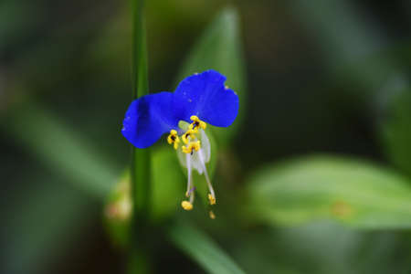 Asiatic dayflower. Commelinaceae annual plants. It grows on the roadside and the flowers bloom in the morning and deflate in the afternoon.の写真素材