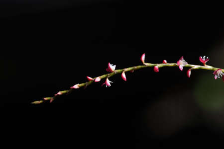 Jumpseed flowers. Polygonaceae perennial plants. Small red and white flowers come in autumn.