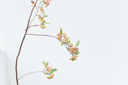 Chokeberry. Rosaceae deciduous shrub. Berries are edible and used for jams and fruit wines.の写真素材