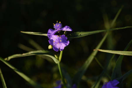 Spiderwort flowers. Commelinaceae perennial plants. It blooms in the morning and deflate in the afternoon.の写真素材