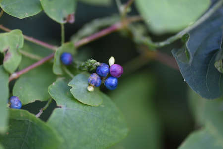 Persicaria perfoliata berries. Polygonaceae annual vine plants.の写真素材