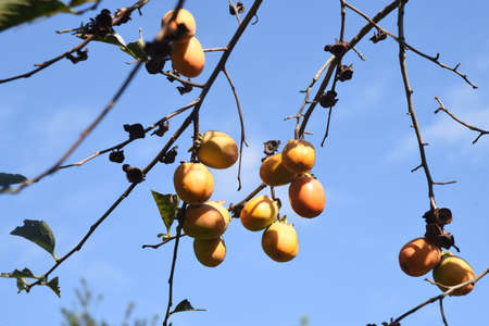 Japanese persimmon fruits. Ebenaceae fruit tree. Fruits are rich in vitamins and dietary fiber.