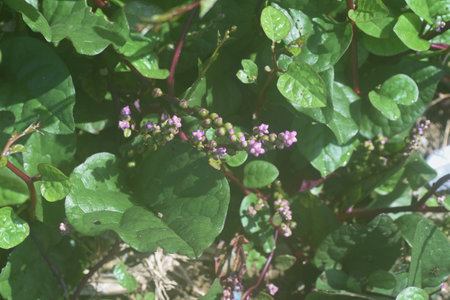 Malabar spinach cultivation. Bassellaceae annual vine plants. It is a highly nutritious vegetable rich in vitamins and minerals, and its leaves and stems are edible.の写真素材