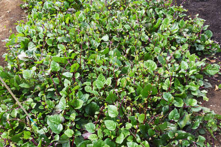 Malabar spinach cultivation. Bassellaceae annual vine plants. It is a highly nutritious vegetable rich in vitamins and minerals, and its leaves and stems are edible.の写真素材