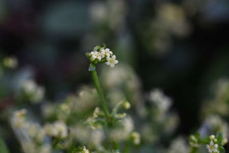 Madder flowers. Rubiaceae perennial vine plants. The roots are rose madder, which is a raw material for plant dyeing and is also used for medicinal herbs.の写真素材