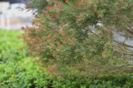 Melaleuca bracteata'Red gem'. Myrtaceae evergreen shrub. Native to Australia, the flowering season is from May to June.の写真素材