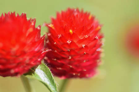 Gomphrena haageana flowers. Amaranthaceae annual plants. The flowering season is from July to...