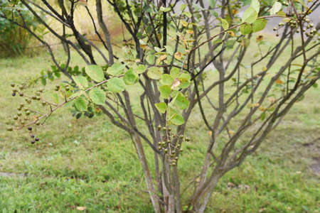Crape myrtle berries. The Lythraceae deciduous tree has flowers from July to September.