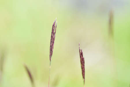 Jointhead hispidus ears. Poaceae annual grass. It grows in swamps and its stems and leaves are used...