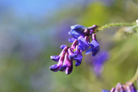 Tow-leaf vetch flowers. Fabaceae prennial plants. The flowering season is from June to November.の写真素材