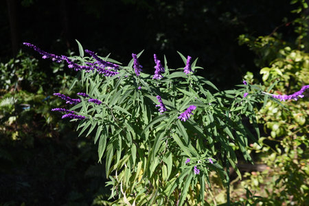 Mexican bush sage flowers. Lamiaceae perennial ornamental herb. The flowering season is from August...