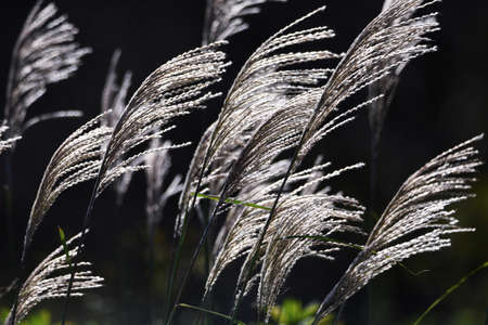 The sight of Japanese pampas grass swaying in the wind and shining is a Japanese autumn tradition.の写真素材