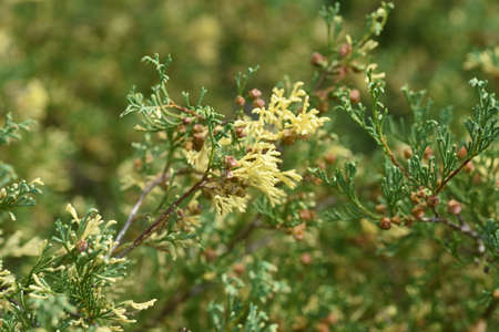 Chamaecyparis obtusa'Globosa variegata'is a cultivar of the Cupressaceae family and is an evergreen...