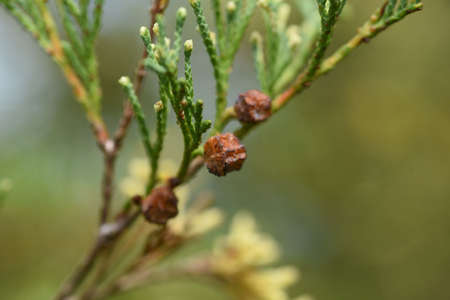 Chamaecyparis obtusa'Globosa variegata'is a cultivar of the Cupressaceae family and is an evergreen conifer:の写真素材