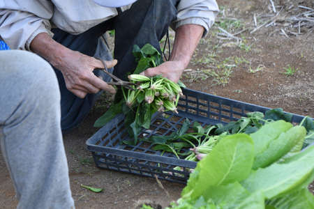 A scene of farm work. Vegetable harvesting and preparation for shipping.の写真素材