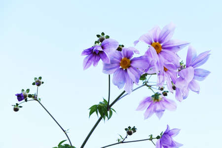 Dahlia imperialis flowers. Asteraceae perennial bulbous plants. Native to Central and South America, it blooms from November to December and is also called the King of Dahliaの写真素材