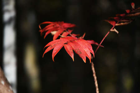 Autumn leaves of Japan wax tree. Anacardiaceae deciduous shrub.