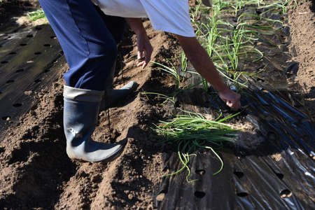 A scene of working in the vegetable garden. Planting onion seedlings.