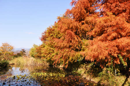 Autumn leaves of Bald cypress. It is a deciduous conifer of Cupressaceae native to North America and grows in moist areas.の写真素材