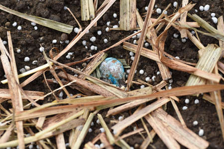 Fava beans sowing and germination. The seeds are sown in the fall, and the flowers bloom around March of the following year and can be harvested from around May.の写真素材