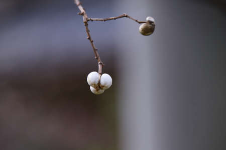 Chinese tallow tree fruits. The surface is covered with a white waxy substance and ripens black in autumn, producing three seeds.の写真素材