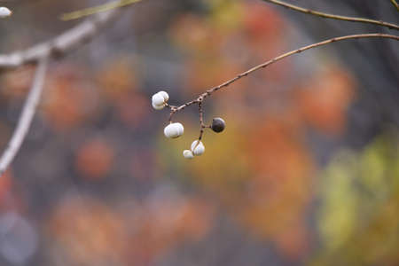 Chinese tallow tree fruits. The surface is covered with a white waxy substance and ripens black in...