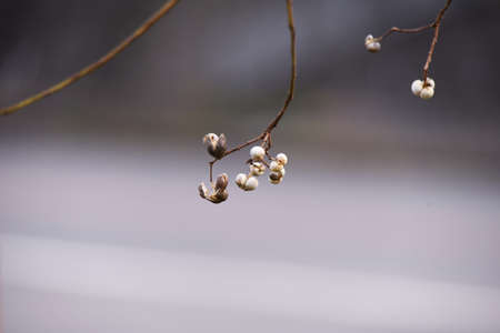 Chinese tallow tree fruits. The surface is covered with a white waxy substance and ripens black in...
