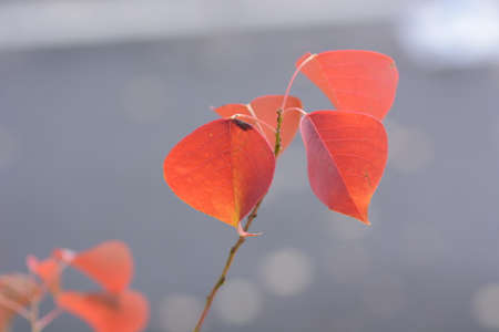 Chinese tallow tree fruits. The surface is covered with a white waxy substance and ripens black in autumn, producing three seeds.の写真素材