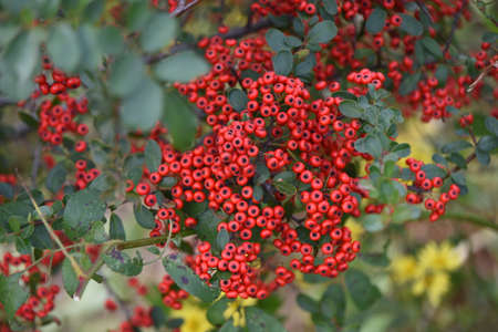 Firethorn berries. White flowers bloom from May to June, and many beautiful berries are attached...