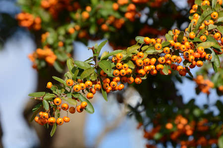 Firethorn berries. White flowers bloom from May to June, and many beautiful berries are attached...