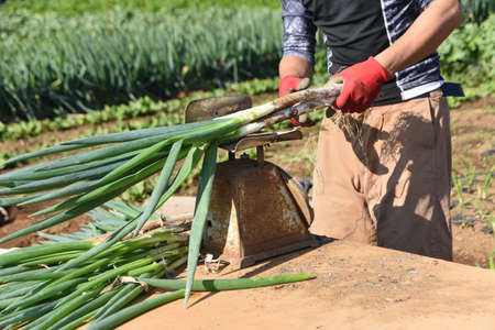 Agricultural work scene. Harvesting work of Japanese green onion.の写真素材