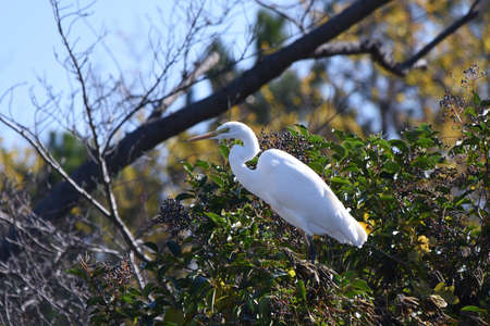 Egret prey on small fish, amphibians and reptiles with its long beak in streams and swamps.