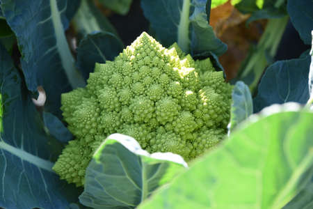 Romanesco broccoli cultivation. Romanesco broccoli is a type of cauliflower and is a nutritious Brassicaceae vegetable rich in vitamin C and dietary fiber.の写真素材