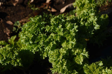 Wasabina cultivation. Wasabina is a cultivar of Brassicaceae native to Japan and is a popular...