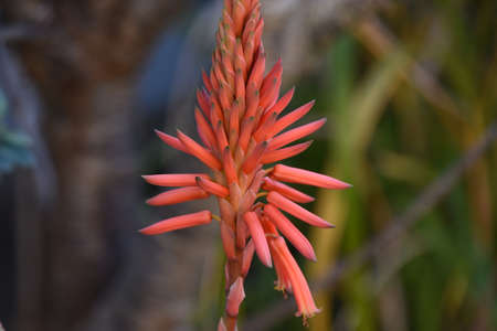 Aloe flowers. Xanthorrhoeaceae perennial succulent plants. The flowering season is from December to February and is ornamental, medicinal and edibleの写真素材