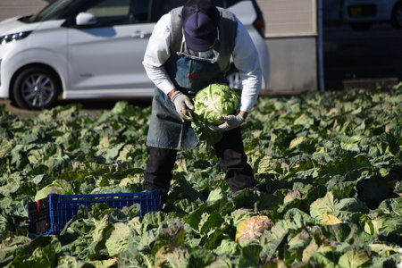 A scene of farm work, harvesting cabbage. Cabbage is a vegetable that contains carotene, vitamin C, and vitamin U, which activates gastrointestinal metabolism.の写真素材