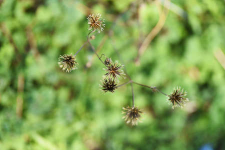 Hairy beggar ticks achene. Asteraceae annual weed.