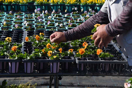 Flower cultivation business. Cultivation of viola. The flowering time is as long as October to May.の写真素材