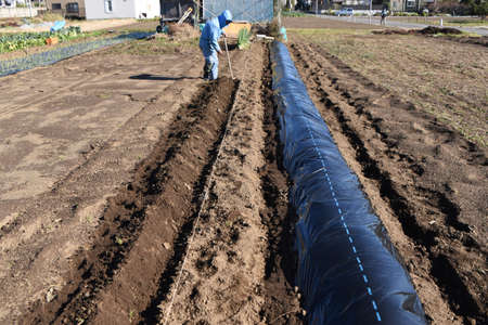 Fava bean cultivation. Sowing, germination, raising seedlings, planting.