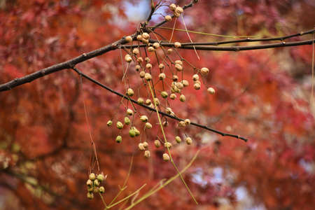 Chinaberry fruits and leaves. Meliaceae deciduous tree. The fruits, leaves and bark are medicinal.の写真素材