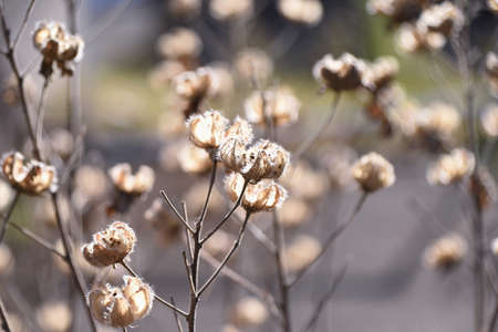Cotton rosemallow seeds. Malvaceae deciduous shrub.の写真素材