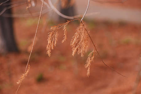 Bald cypress in winter. Cupressaceae deciduous conifers native to North America grow in wetlands.の写真素材