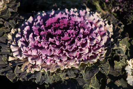 Ornamental cabbage. Flowering kale. Brassicaceae perennial plants.
