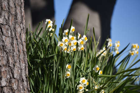 Narcissus flowers. A perennial plant of the Amaryllidaceae family that blooms white and yellow...