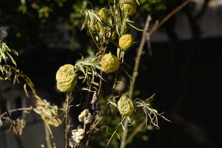 Swan plant fruits and seeds. Apocynaceae perennial plants native to South Africa. Fruits with soft spines crack in late autumn with fluff and seeds.の写真素材