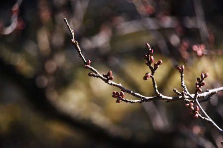 Japanese apricot blossom buds that are about to bloom.