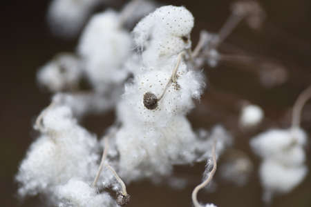Japanese anemone Fluff and seeds. Ranunculaceae perennial plants. Flowering time is autumn.