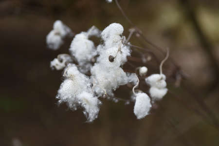 Japanese anemone Fluff and seeds. Ranunculaceae perennial plants. Flowering time is autumn.の写真素材