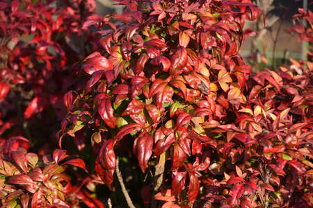 Nandina. Otafuku-Nanten. Berberidaceae evergreen shrub. In Japan, it is called Otafuku Nanten, and although it is about 50 cm tall and does not bloom, it is used for garden trees and flower beds.の写真素材
